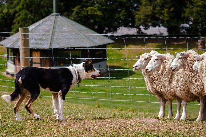 Christchurch Sheep Farm Visit - Key highlights you’ll care about