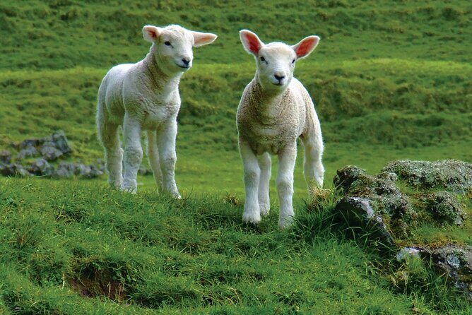 Christchurch Sheep Farm Visit - A half-day Canterbury taste of working sheep country