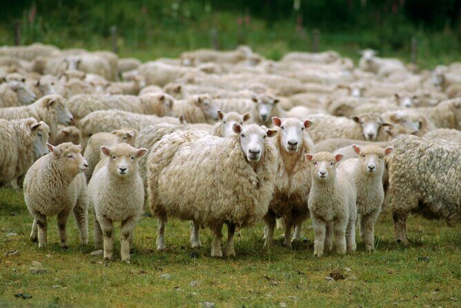 Christchurch Sheep Farm Visit - Straight 8 Estate upgrade: adding Canterbury vineyard tastings