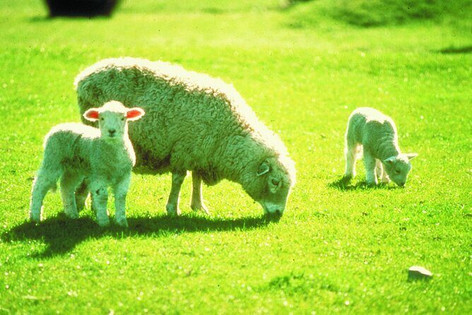 Christchurch Sheep Farm Visit - Group size, hands-on hopes, and the reality of a working farm