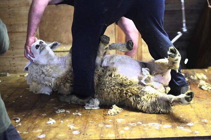Christchurch Sheep Farm Visit - Stop at Leisure Tours: shearing, sheep handling, and photo time