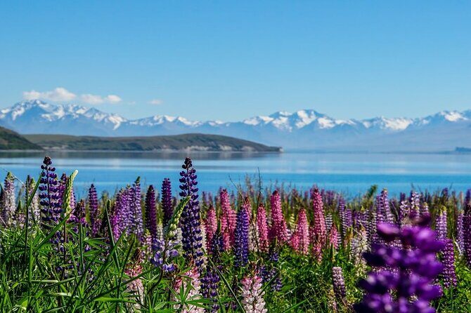Christchurch to Mt Cook via Lake Tekapo One Way Small Group Tour - Fairlie Bakehouse stop: a quick taste of rural Mackenzie