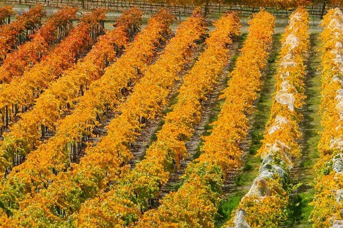 Classic Wanaka Wine Tour - The 11:00am Start: From Pickup to First Tasting Moments