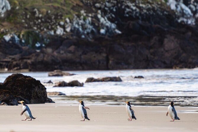 Clearwater Private Penguin & Wildlife Tour from Port Otago (5hrs) - Key things to know before you go