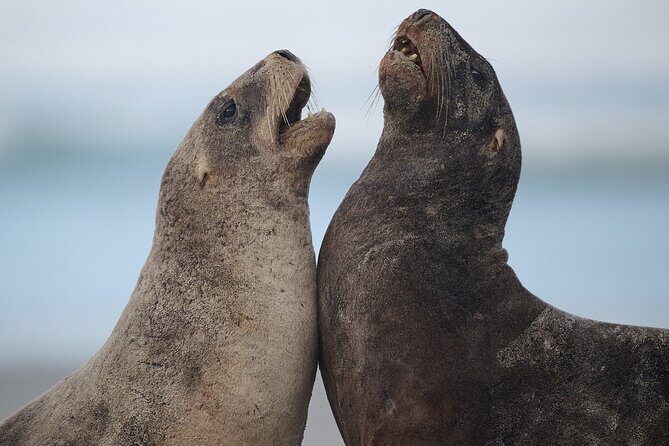 Clearwater Private Penguin & Wildlife Tour from Port Otago (5hrs) - From Port Chalmers to Cape Saunders: how the day flows