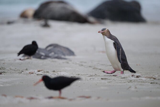 Clearwater Private Penguin & Wildlife Tour from Port Otago (5hrs) - Stop for style: Dunedin Railway Station photo time