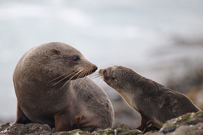 Clearwater Private Penguin & Wildlife Tour from Port Otago (5hrs) - Should you book this private penguin and wildlife tour?