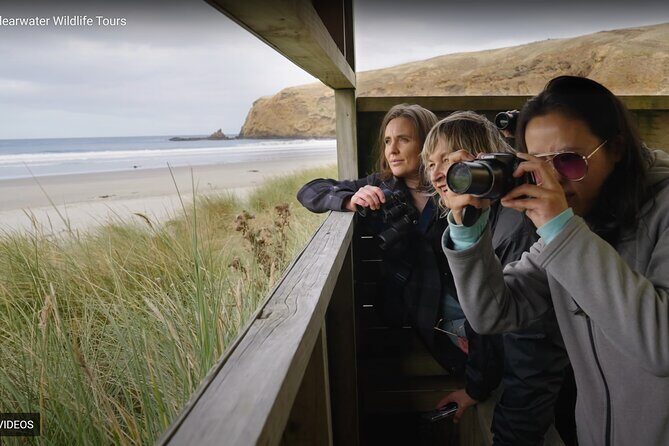 Clearwater Private Penguin & Wildlife Tour from Port Otago (5hrs) - Otago Peninsula wildlife time: seals, pups, and bird spotting
