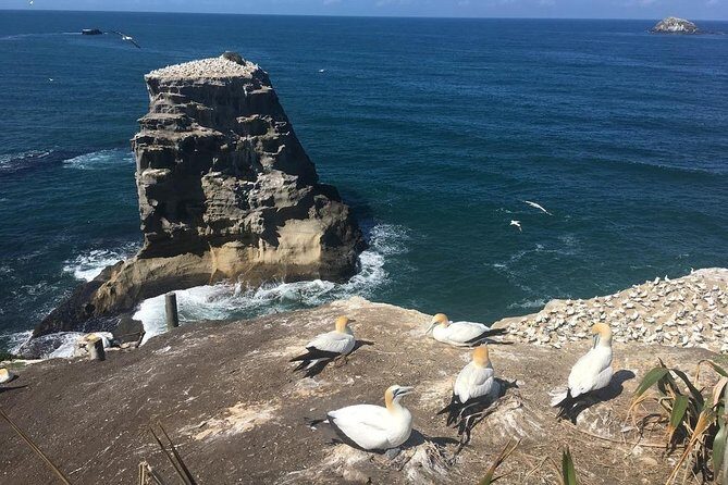 Coast to Coast Private Eco Tour - Stop 3: Achilles Point for Another Harbor Angle