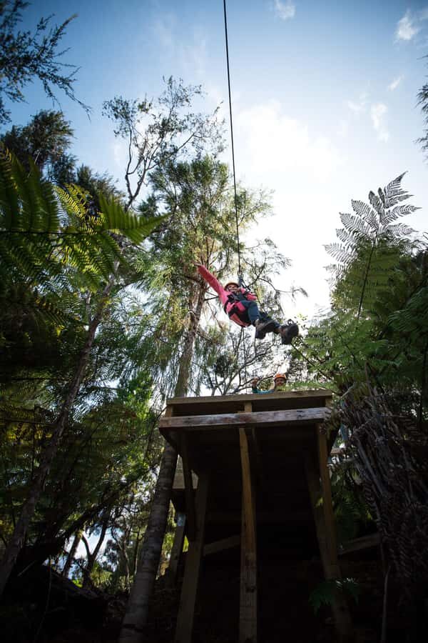 Coromandel: Guided Zipline Tour Experience - Value at $87: how to judge if it’s worth it