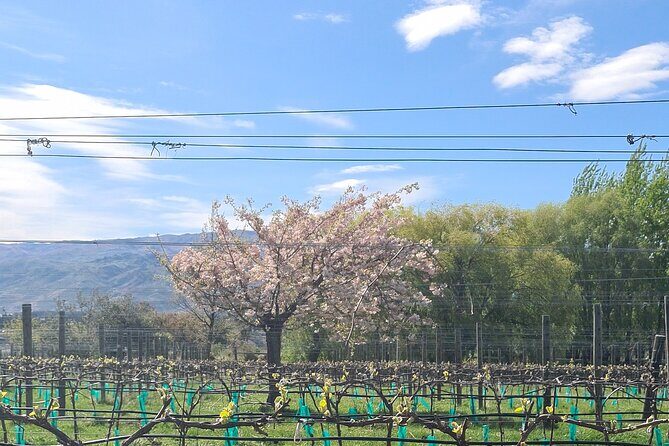 Cromwell Wine Tasting Tour using Classic Car - Who should book this Queenstown to Cromwell wine tasting day