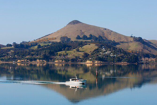 Cruise Dunedin City and Castle Tour - Otago Peninsula viewpoints: when the drive becomes part of the tour