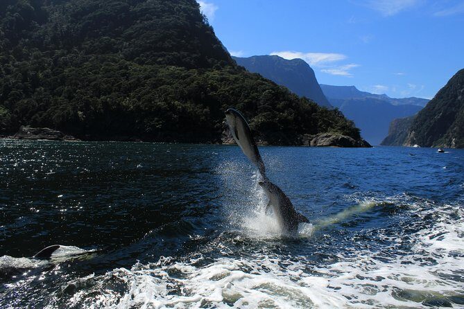 Cruise Milford NZ Small Boutique Cruise Experience - Mitre Peak and waterfall moments you can plan for