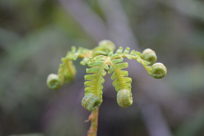 Cruise & Rainforest Walk - Franz Josef Glacier - What you’ll actually see: kiwi sanctuary vibes and native birdlife