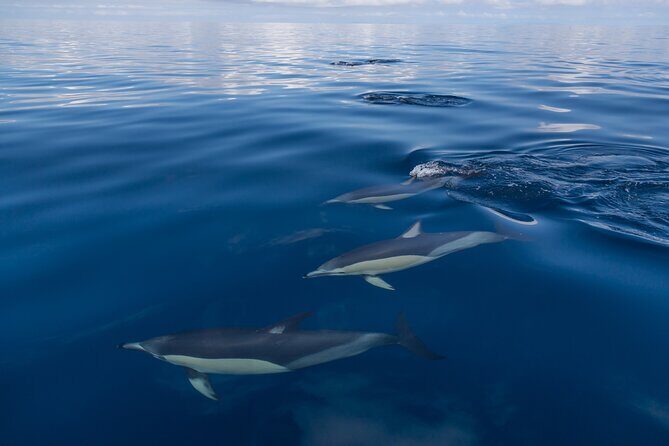 Day sea kayak tour Rangitoto Island - Rangitoto by sea kayak: why this Auckland day feels special
