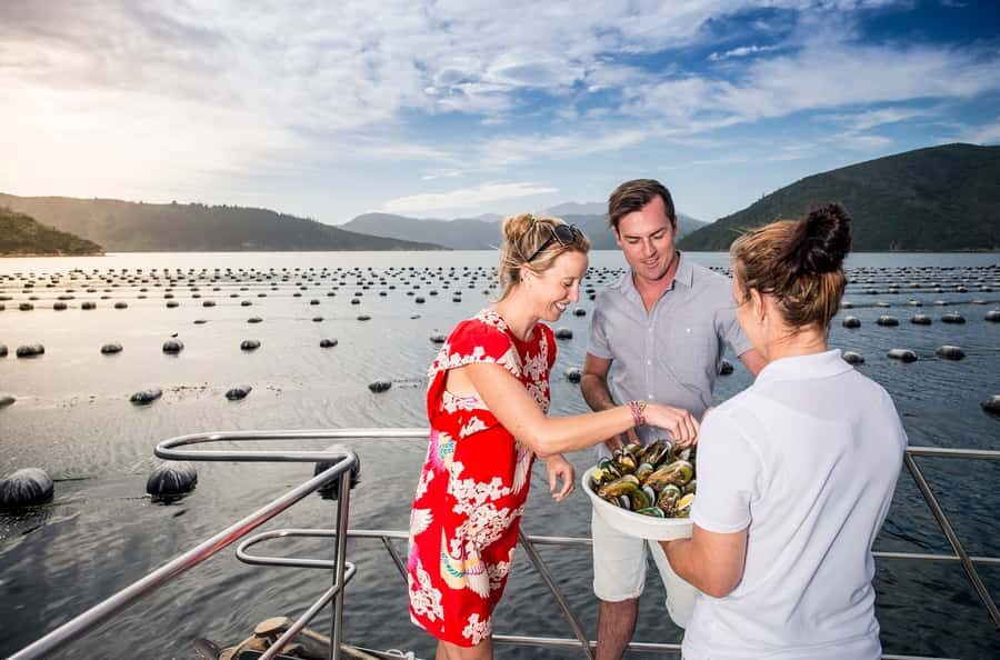 Depart Picton: Marlborough Sounds Afternoon Seafood Cruise - Picton Marina check-in: finding the right wharf and boat