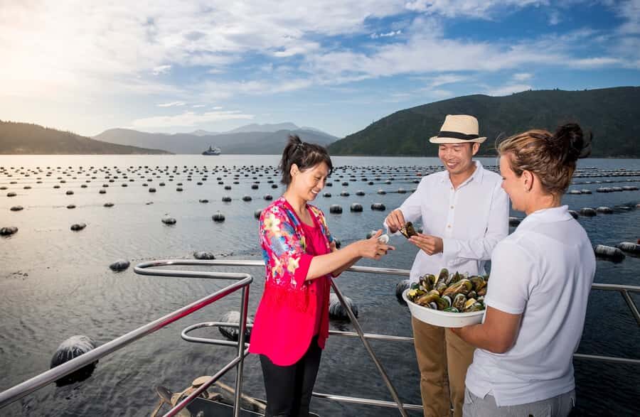Depart Picton: Marlborough Sounds Afternoon Seafood Cruise - Your view strategy: indoor vs outdoor seating