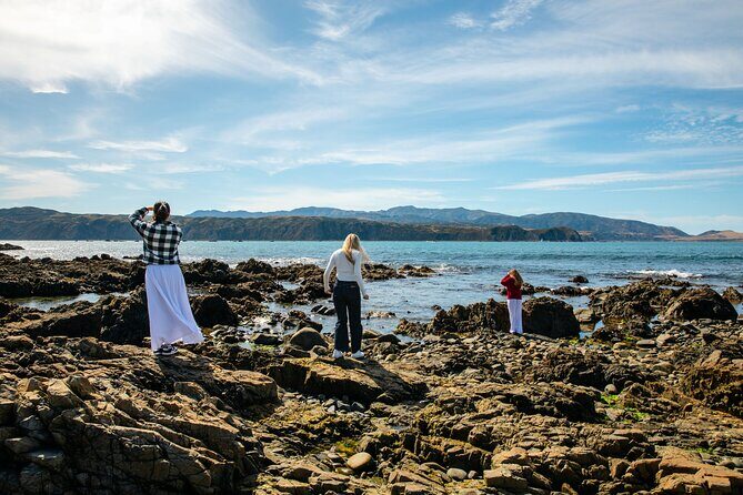 Discover Wellington 3 hour City Tour - A half-day Wellington loop that actually gets you oriented