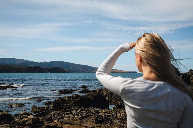 Discover Wellington 3 hour City Tour - Mt Victoria Lookout: your city and harbour photo payoff