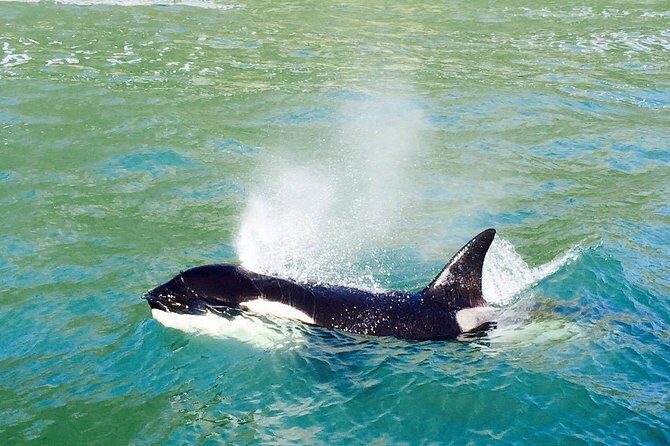 Dolphin & Wildlife Encounters - Key highlights you’ll care about