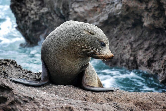 Dolphin & Wildlife Encounters - Why the Bay of Plenty dolphin-and-wildlife cruise is worth your morning