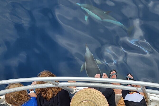 Dolphin & Wildlife Encounters - Price and value: is $108.60 fair for a half-day wildlife cruise?