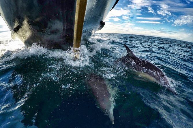Dolphin & Wildlife Encounters - Practical tips to get the most out of your deck time