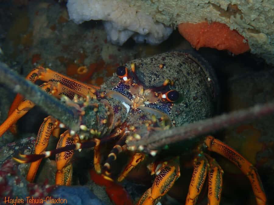 Double Boat Dive with Equipment - Key things to love about Kaikoura’s two-boat scuba plan