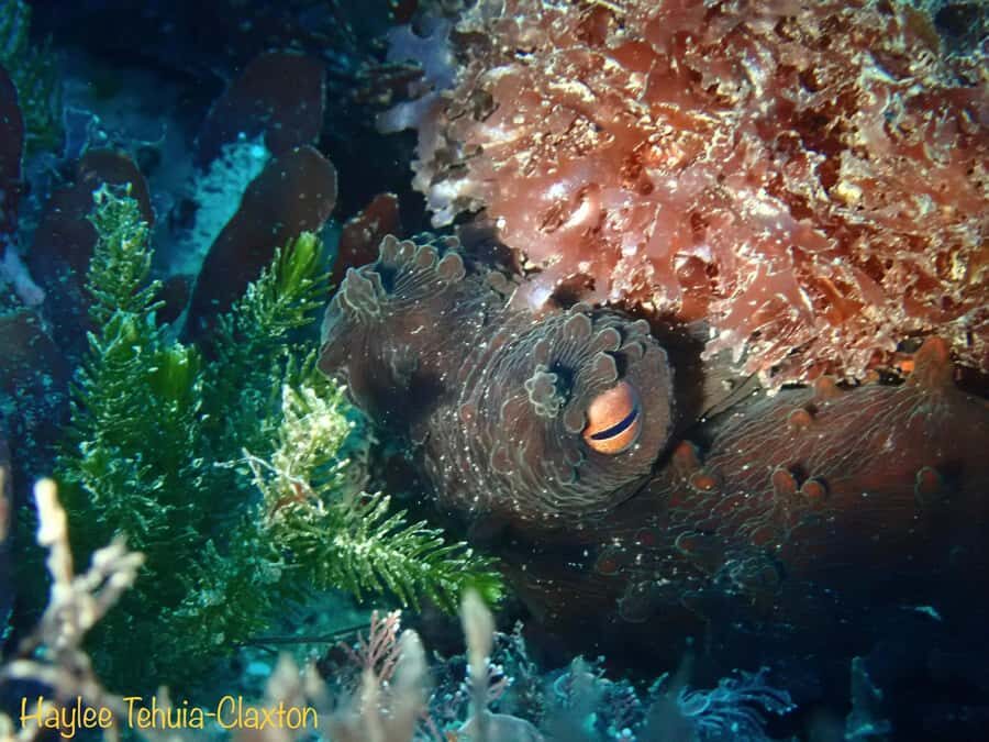 Double Boat Dive with Equipment - Two one-hour underwater sessions: how the day is built