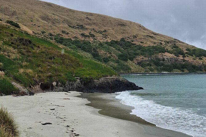 Dunedin and Otago Peninsula Private Tours Up to 4 people - Larnach Castle & Gardens: The One Ticket You’ll Actually Pay