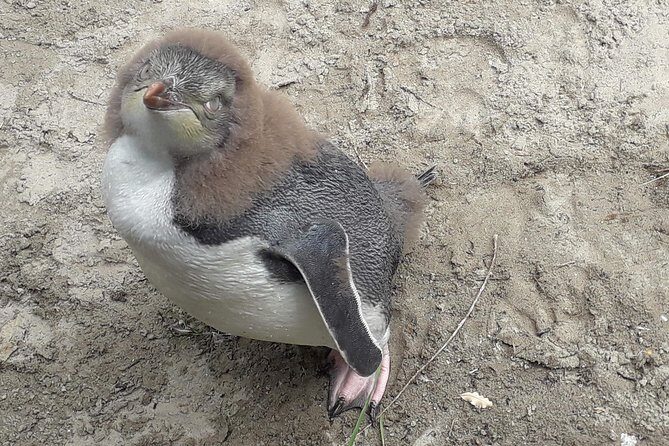 Dunedin City Highlights, Otago Peninsula Scenery & a Guided Penguin Reserve Tour - Otago Peninsula scenery: photo stops with a long scenic window