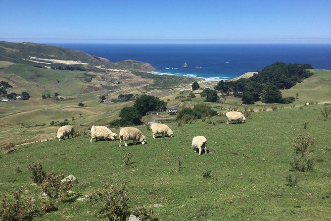 Dunedin City Highlights, Otago Peninsula Scenery & a Guided Penguin Reserve Tour - The OPERA eco restoration reserve walk: what you can realistically expect