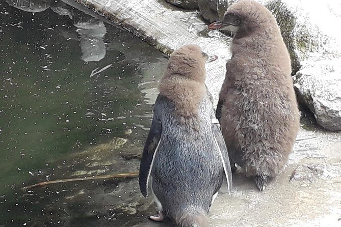 Dunedin City Highlights, Otago Peninsula Scenery & a Guided Penguin Reserve Tour - Transportation reality check: minibus comfort can make or break the day