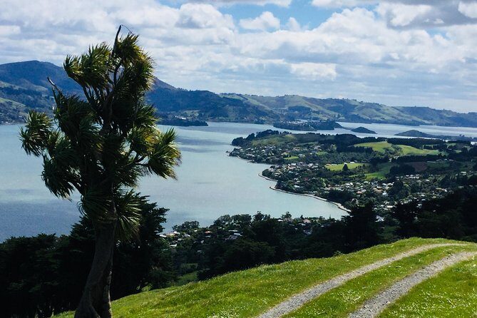Dunedin City Highlights, Otago Peninsula Scenery & a Guided Penguin Reserve Tour - Practical tips to get the most from the day