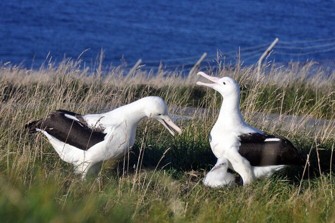 Dunedin City Highlights, Otago Peninsula Scenery & Albatross Guided Tour - Key highlights worth waking up for