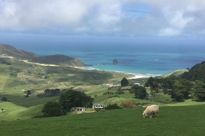 Dunedin City Highlights, Otago Peninsula Scenery & Albatross Guided Tour - Royal Albatross Centre guided hour: where timing and wildlife both matter