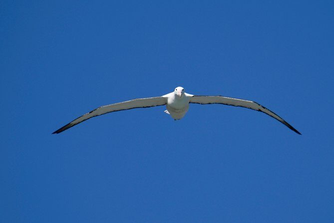 Dunedin City Highlights, Otago Peninsula Scenery & Albatross Guided Tour - Who should book this Dunedin and albatross tour