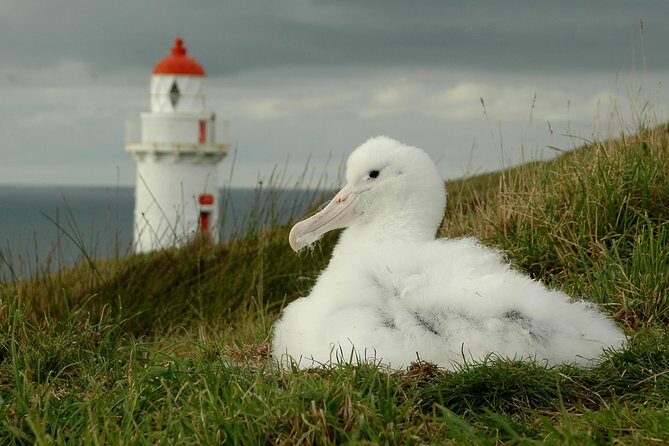 Dunedin City Highlights, Otago Peninsula Scenery & Albatross Guided Tour - Should you book this tour or not?