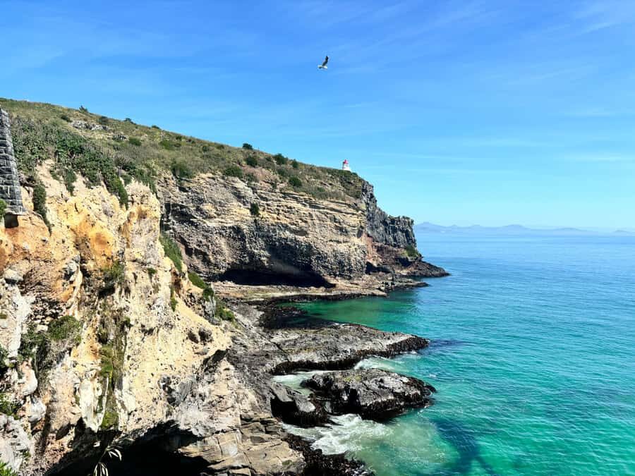 Dunedin City & Otago Peninsula Scenery Day Tour - Royal Albatross Centre: the mainland breeding colony stop