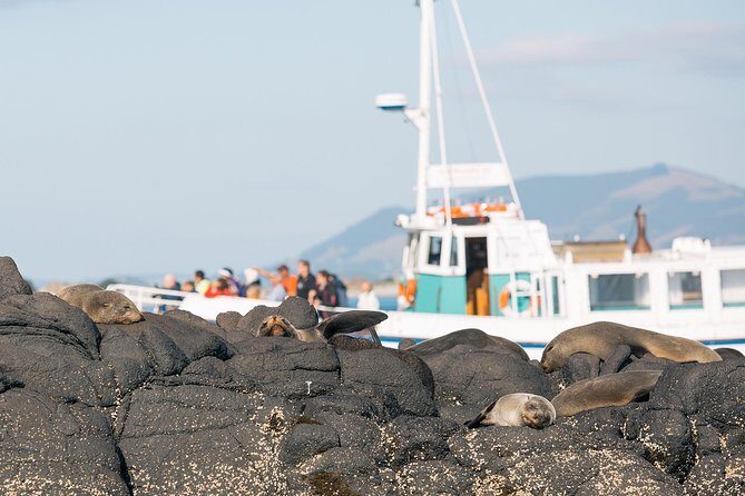 Dunedin City to Sea Wildlife Cruise + Peninsula Bus Tour - Key things I’d focus on before you book