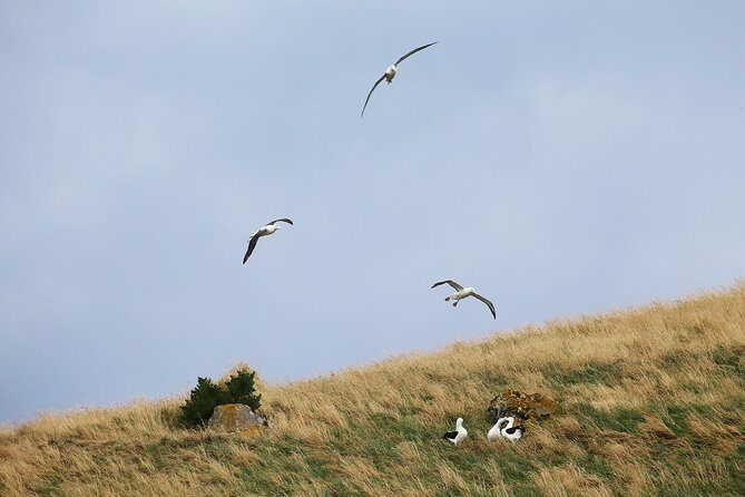 Dunedin City to Sea Wildlife Cruise + Peninsula Bus Tour - Stop 3: Otago Peninsula by bus with full commentary