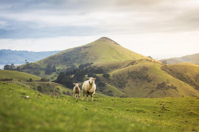 Dunedin City to Sea Wildlife Cruise + Peninsula Bus Tour - Comfort and onboard extras that matter more than you think