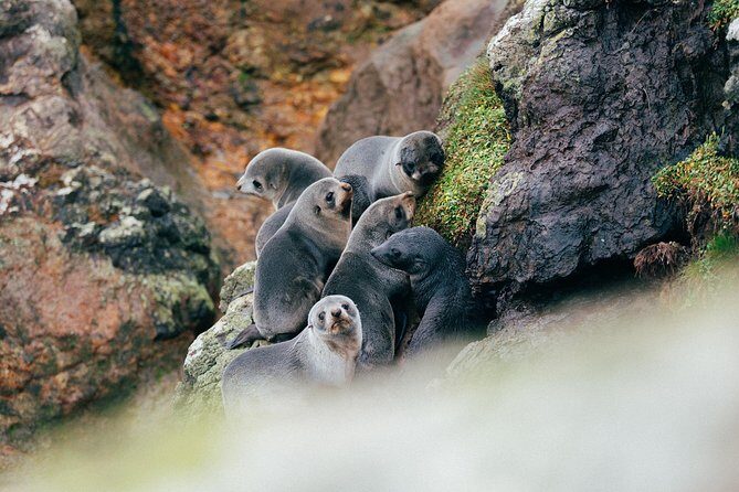 Dunedin City to Sea Wildlife Cruise + Peninsula Bus Tour - What wildlife spotting is like (and how to get the best results)