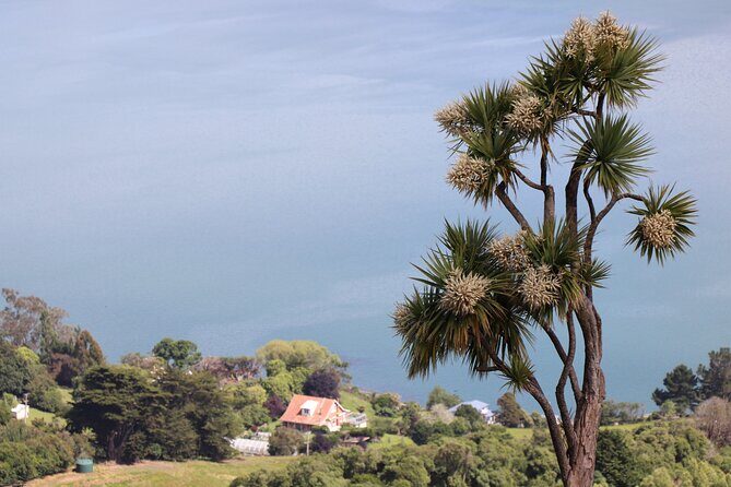 Dunedin City, Wildlife and Larnach Castle - Price and Value: Is $161.35 a Good Deal?