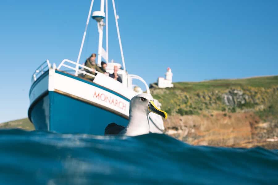 Dunedin: Monarch - One Hour Wildlife Cruise - Key highlights you should care about