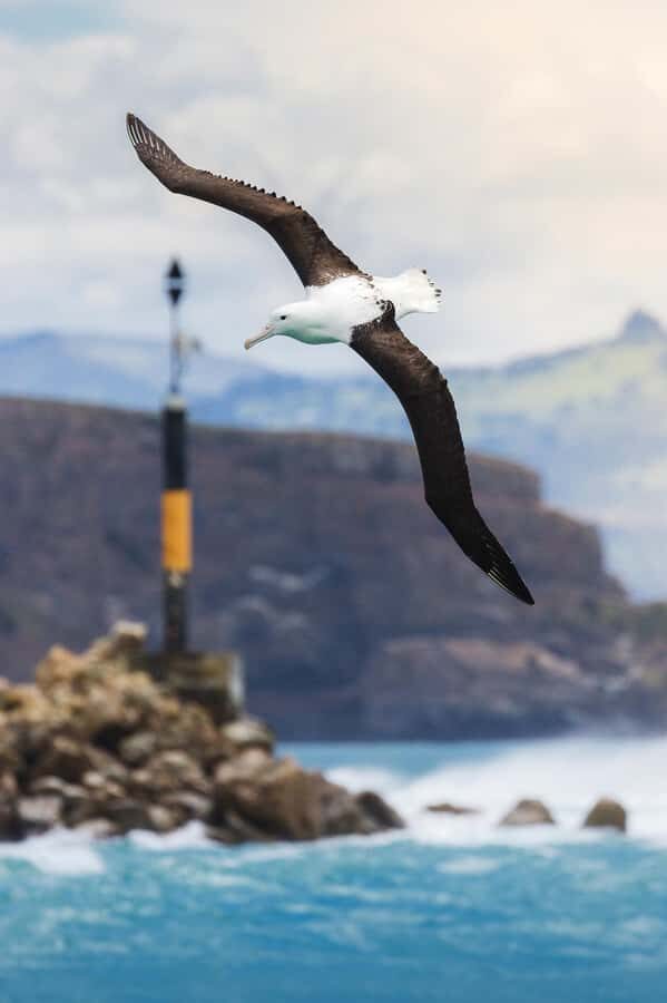 Dunedin: Monarch - One Hour Wildlife Cruise - Taiaroa Head: the postcard lighthouse and the royal albatross show