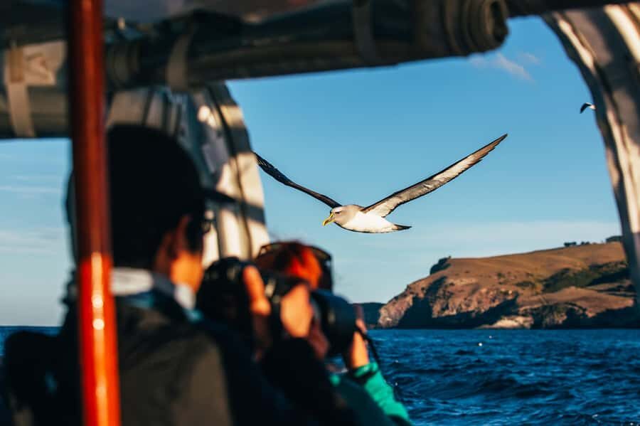 Dunedin: Monarch - One Hour Wildlife Cruise - What you’ll get from the crew commentary (and why it matters)