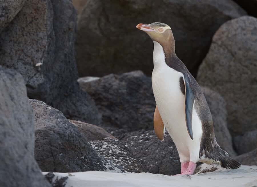 Dunedin: Otago Peninsula Clearwater Wildlife Tour - Key highlights worth planning for