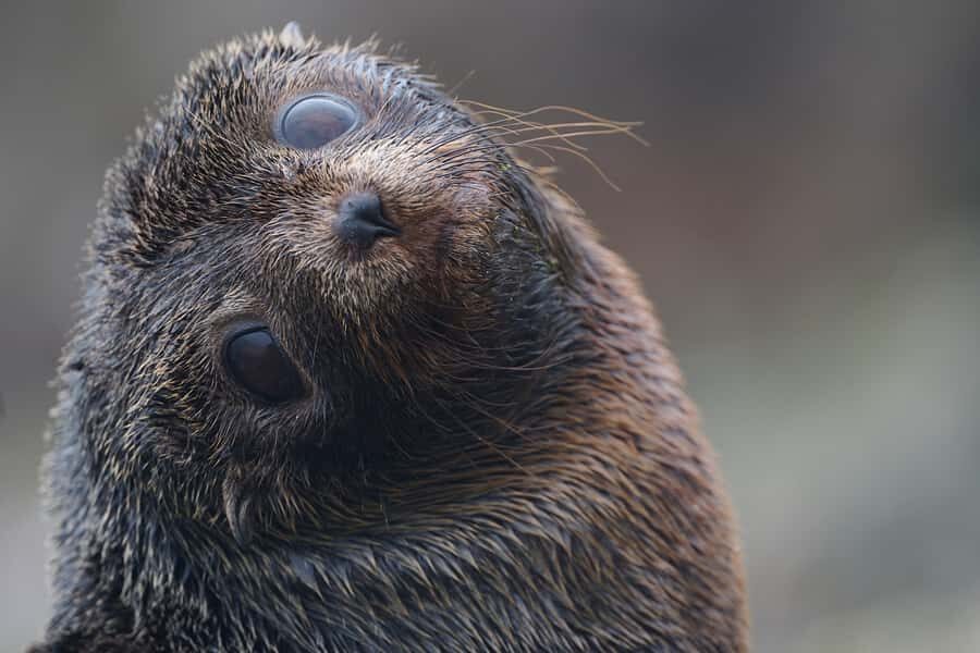 Dunedin: Otago Peninsula Clearwater Wildlife Tour - Small-group wildlife viewing that actually feels like the wild