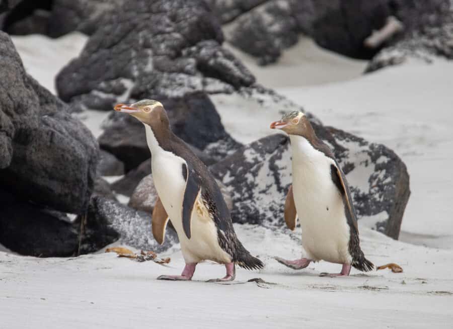 Dunedin: Otago Peninsula Clearwater Wildlife Tour - The 4-hour flow: how timing affects your viewing odds